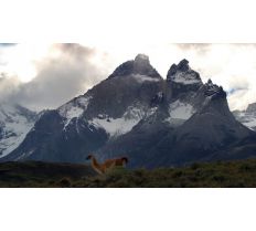 Patagonia Wildlife Safari