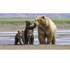 Alaska's Coastal Grizzlies: Kodiak to Katmai
